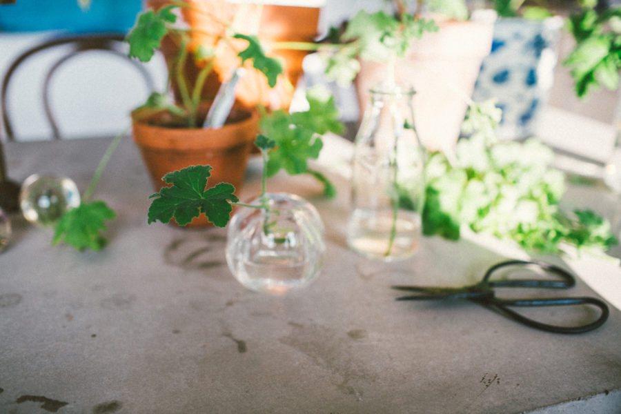 pelargon2_Kristin_lagerqvist-3597